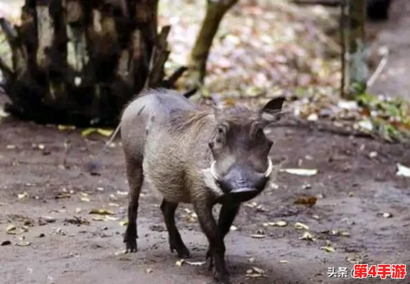 美国人与猪的DNA：科学家发现人类与猪之间的基因相似性，揭示了生物进化的重要线索和医学研究的新方向