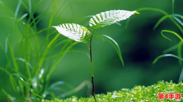 嫩叶草转换路线：探讨其在生态恢复与可持续发展中的重要作用及未来应用前景