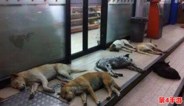废旧工厂被流浪狗装满肚子，数十只流浪犬聚集成群引发居民关注与担忧，亟需解决这一社会问题