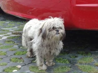 废旧工厂被流浪狗装满肚子，数十只流浪犬聚集成群引发居民关注与担忧，亟需解决这一社会问题