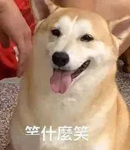 真实粗暴 交videos乱叫的现象:网络平台色情内容监管缺失与青少年心理健康问题的关联分析 真实粗暴 交videos乱叫的现象:网络平台色情内容监管缺失与青少年心理健康问题的关联分析