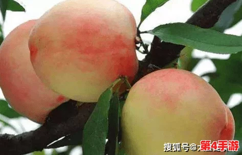 小小水蜜桃9:了解其生长环境、营养价值及食用方式,享受健康美味的桃子盛宴 小小水蜜桃9:了解其生长环境、营养价值及食用方式,享受健康美味的桃子盛宴