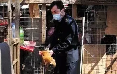 欧美人与牲禽性动交引发热议,网友纷纷表示震惊与不解,认为应加强对动物权益的保护和法律监管 欧美人与牲禽性动交引发热议,网友纷纷表示震惊与不解,认为应加强对动物权益的保护和法律监管