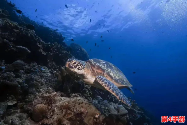绿意盎然海角原创：探讨海洋生态保护的重要性与生物多样性的现状分析