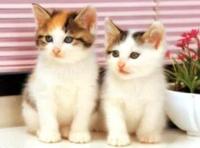 猫咪mv最新地域网名怎么取:创意灵感与热门趋势的全面分析与推荐 猫咪mv最新地域网名怎么取:创意灵感与热门趋势的全面分析与推荐