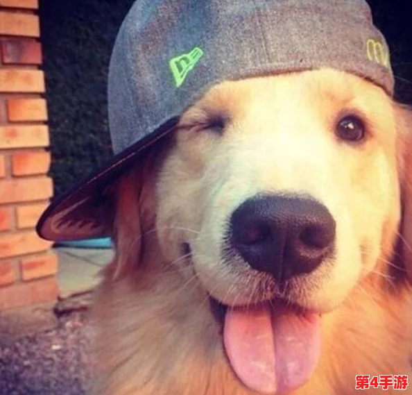 人狗胶配方大全狗狗一天吃多少?了解不同犬种的营养需求与喂食建议,确保爱犬健康成长! 人狗胶配方大全狗狗一天吃多少?了解不同犬种的营养需求与喂食建议,确保爱犬健康成长!