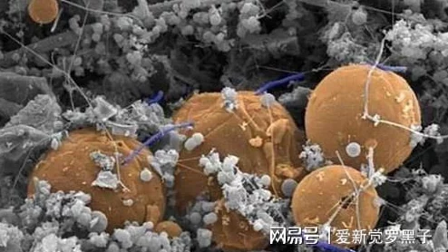 黑暗蘑菇17c最新进展：科学家发现其独特生长环境与潜在应用价值引发广泛关注