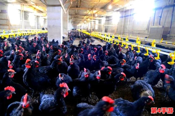我获得了肉禽系统：深入了解现代养殖技术对食品安全与可持续发展的影响与挑战
