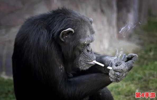 遭遇荒漠乐园意外访客：大猩猩应对指南与和平驱散策略