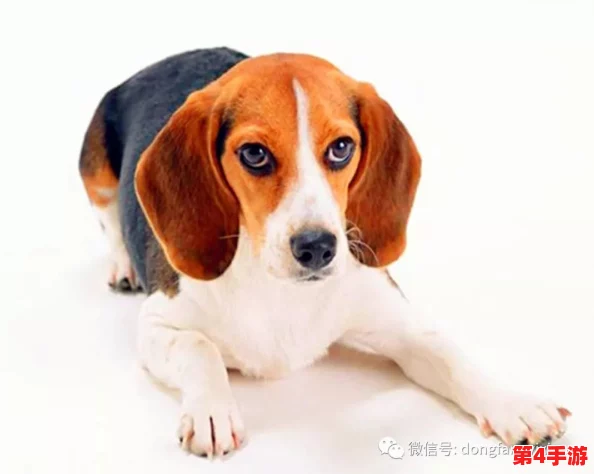 日本mindup狗与普通版对比：网友热议功能差异与使用体验，究竟哪款更值得购买？
