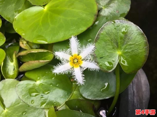 玩具入侵by金银花露：当儿童玩具成为家庭教育的新挑战与机遇，如何应对这一现象的深层次影响