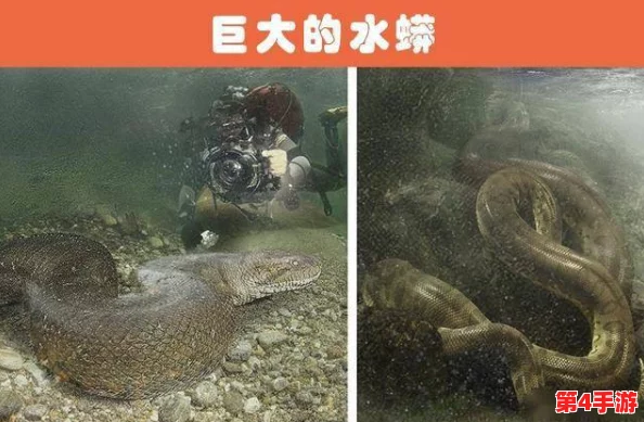 91丨九色丨蝌蚪：在自然界中发现的奇妙生物与生态平衡的重要性