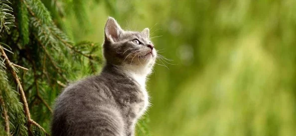 猫咪最新永久地域网名：探索可爱猫咪在网络世界中的独特身份与个性化表达方式